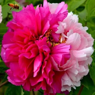 Пион ДВЕ СЕСТРЫ древовидный в Москве