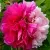 Пион ДВЕ СЕСТРЫ древовидный в Москве