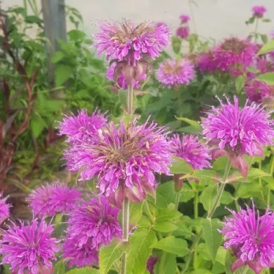 Монарда ПАНОРАМА ЛАЙТ ВИОЛЕТ в Москве