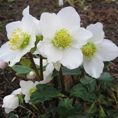 Морозник ЧЕРНЫЙ  Морозник ЧЕРНЫЙ в Москве