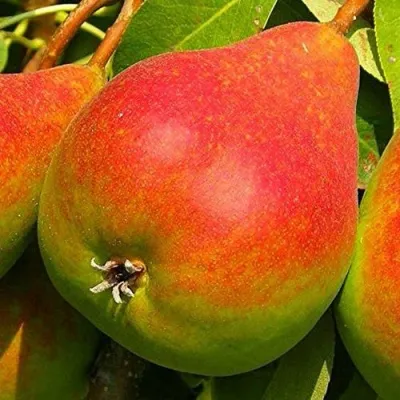 Груша ГЕРА в Москве