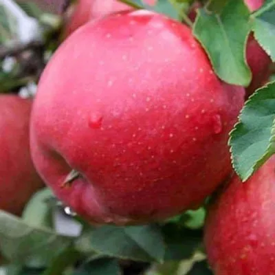 Яблоня ЧЕМПИОН — описание сорта Яблоня ЧЕМПИОН в Москве