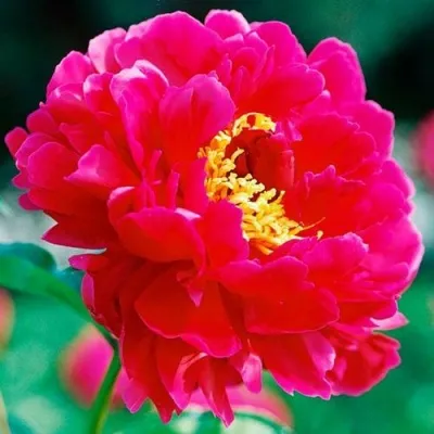 Пион ХРАБРЫЙ ВОИН травянистый — описание сорта Пион ХРАБРЫЙ ВОИН травянистый в Москве