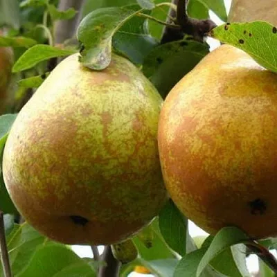 Груша БЕЛОРУСКА  Груша БЕЛОРУСКА в Москве