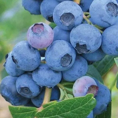 Голубика ЭРЛИБЛЮ — описание сорта Голубика ЭРЛИБЛЮ в Москве