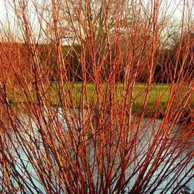 Ива ВИТЕЛЛИНА белая  в Москве