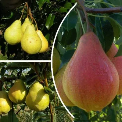 Комплект ТРИ ГРАЦИИ — описание сорта Комплект ТРИ ГРАЦИИ в Москве