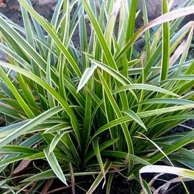 Осока МОРРОУ АЙС ДЭНС  Осока МОРРОУ АЙС ДЭНС в Москве