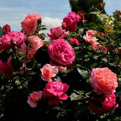 Саженцы роз ОЛЬГА шраб в Москве