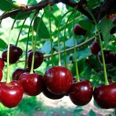 Вишня МОЛОДЁЖНАЯ в Москве