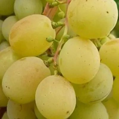 Виноград ТАЛИСМАН — описание сорта Виноград ТАЛИСМАН в Москве