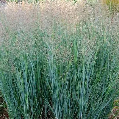 Просо ХЭВИ МЕТАЛЛ  Просо ХЭВИ МЕТАЛЛ в Москве