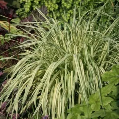 Молиния ВАРИЕГАТА голубая в Москве