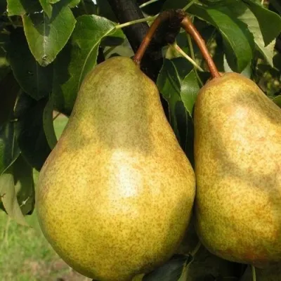 Груша СИЛЬВА в Москве