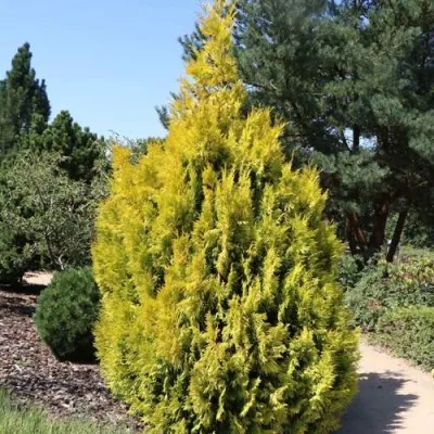 Туя СТОУНХАМ ГОЛД складчатая — описание сорта Туя СТОУНХАМ ГОЛД складчатая в Москве