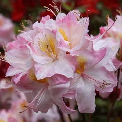 Азалия САТОМИ японская  Азалия САТОМИ японская в Москве