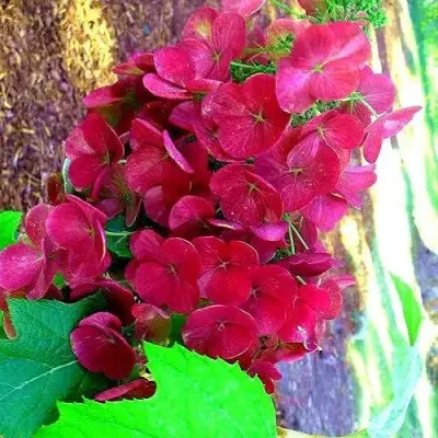 Гортензия АМЕТИСТ дуболистная — описание сорта Гортензия АМЕТИСТ дуболистная в Москве