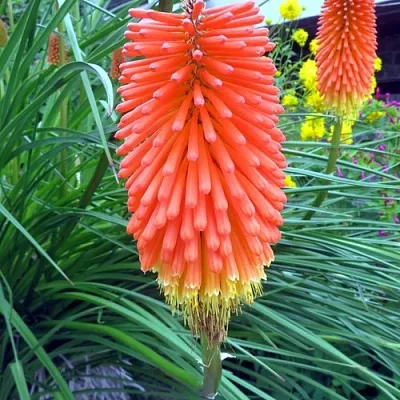 Книфофия БЕНГАЛ ФАЕР гибридная  Книфофия БЕНГАЛ ФАЕР гибридная в Москве