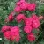 Саженцы роз ДЖОРДЖ ВАНКУВЕР флорибунда — описание сорта Саженцы роз ДЖОРДЖ ВАНКУВЕР флорибунда в Москве
