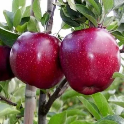 Яблоня РЕД ДЕЛИШЕС — описание сорта Яблоня РЕД ДЕЛИШЕС в Москве