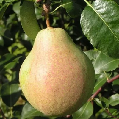 Груша ЛИРА — описание сорта Груша ЛИРА в Москве