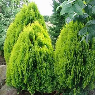 Туя восточная в Москве