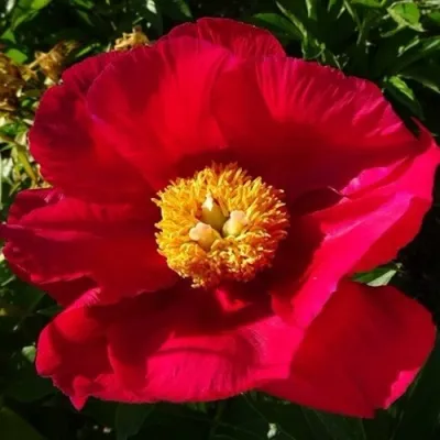 Пион АМЕРИКА травянистый — описание сорта Пион АМЕРИКА травянистый в Москве