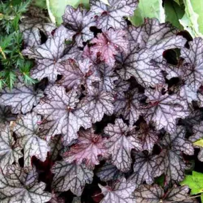 Гейхера ШУГА ФРОСТИНГ — описание сорта Гейхера ШУГА ФРОСТИНГ в Москве