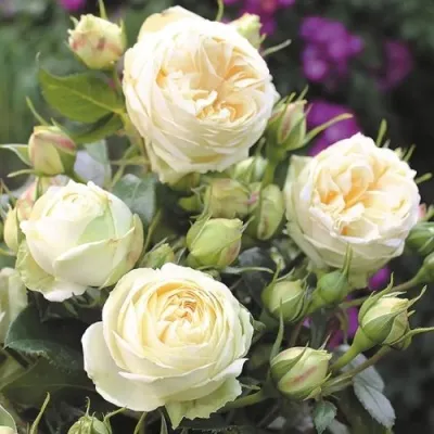 Саженцы роз ВЕНДИНГ ПИАНО чайно-гибридная в Москве