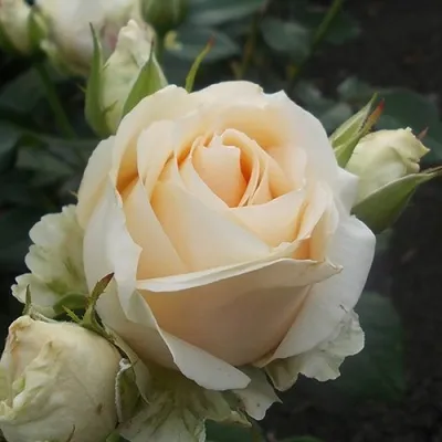 Саженцы роз ПИЧ АВАЛАНЖ чайно-гибридная в Москве