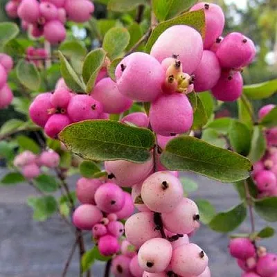 Снежноягодник ФИЕСТА БЕРРИ доренбоза  Снежноягодник ФИЕСТА БЕРРИ доренбоза в Москве