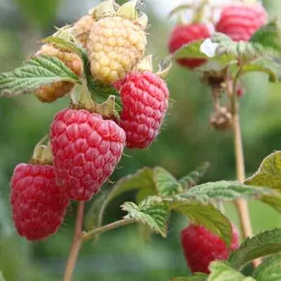 Малина МОЛЛИНГ ДЖУНО — описание сорта Малина МОЛЛИНГ ДЖУНО в Москве