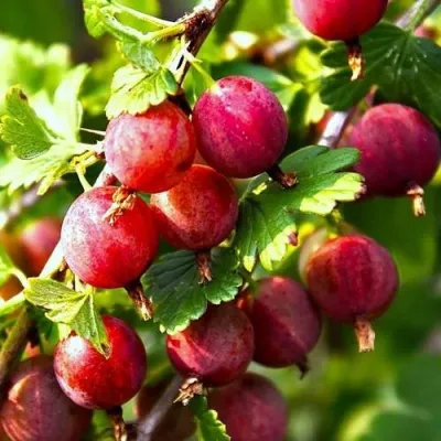 Крыжовник САДКО — описание сорта Крыжовник САДКО в Москве