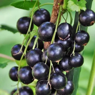 Смородина черная ФОРТУНА в Москве