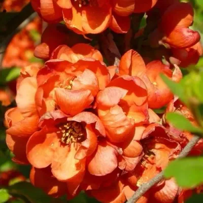 Айва ОРАНЖ ТРЕЙЛ в Москве