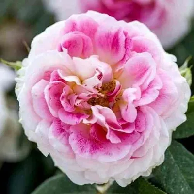 Саженцы роз ГЕРНСИ чайно-гибридная в Москве