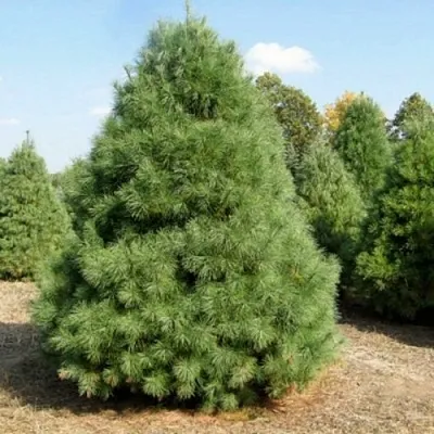 Сосна ВЕЙМУТОВА  Сосна ВЕЙМУТОВА в Москве