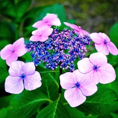 Гортензия БЛЮБЕРД пильчатая — описание сорта Гортензия БЛЮБЕРД пильчатая в Москве