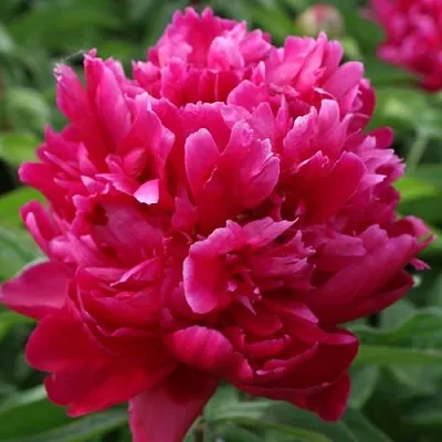 Пион ПЕСНЬ ВЕТРА травянистый в Москве