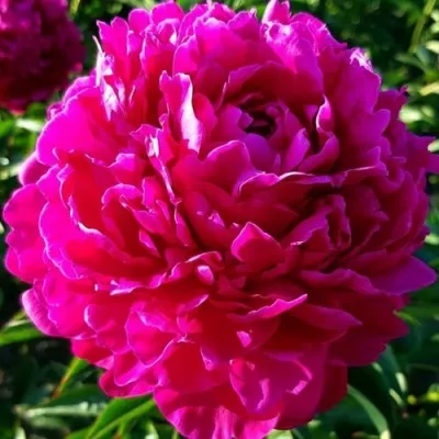 Пион АВИС ВАРНЕР травянистый — описание сорта Пион АВИС ВАРНЕР травянистый в Москве