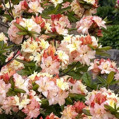 Азалия КЭННОНС ДАБЛ листопадная — описание сорта Азалия КЭННОНС ДАБЛ листопадная в Москве