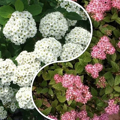 Комплект ТАЛАНТЛИВЫЙ САДОВОД в Москве