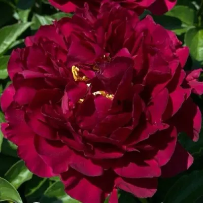 Пион ОЛД ФЕЙТФУЛ травянистый — описание сорта Пион ОЛД ФЕЙТФУЛ травянистый в Москве