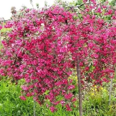 Яблоня КИНГ БЬЮТИ декоративная — описание сорта Яблоня КИНГ БЬЮТИ декоративная в Москве