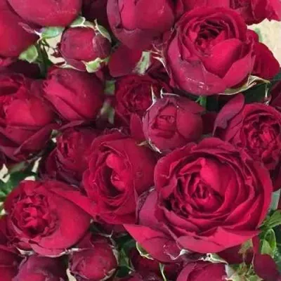 Саженцы роз РЕД БАБЛС спрей — описание сорта Саженцы роз РЕД БАБЛС спрей в Москве