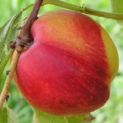 Нектарин СТАРК РЕД ГОЛД — описание сорта Нектарин СТАРК РЕД ГОЛД в Москве