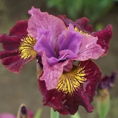 Ирис МИСС ЭППЛ сибирский  Ирис МИСС ЭППЛ сибирский в Москве