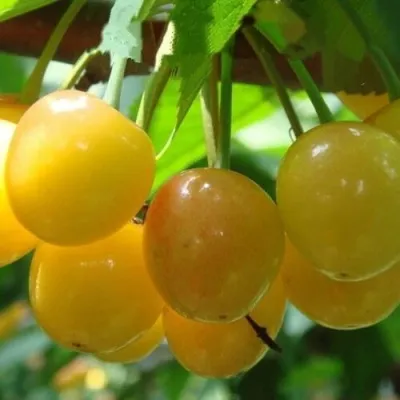 Черешня ЯНТАРНАЯ — описание сорта Черешня ЯНТАРНАЯ в Москве