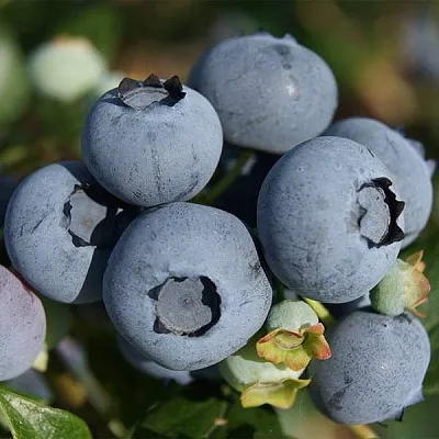 Высокорослые сорта  в Москве