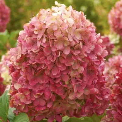 Гортензия КРАСА ЛЕСКОВО метельчатая в Москве
